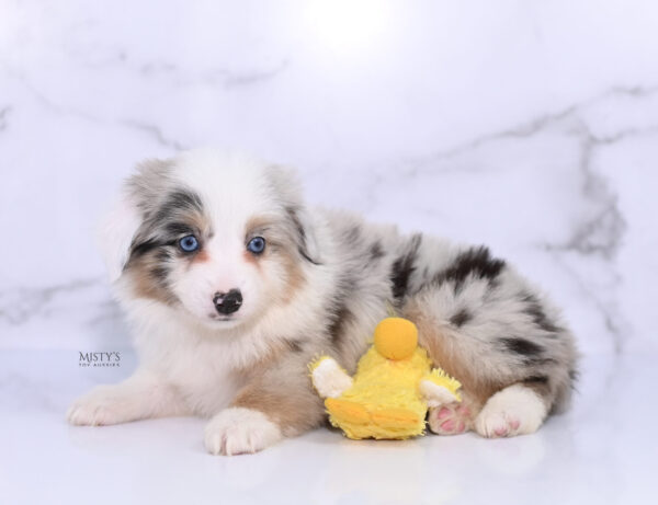 Mini / Toy Australian Shepherd Puppy Tierney