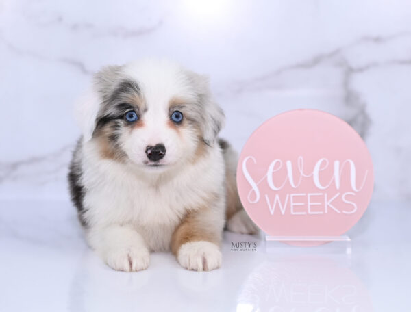 Mini / Toy Australian Shepherd Puppy Tierney