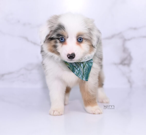 Mini / Toy Australian Shepherd Puppy Tierney