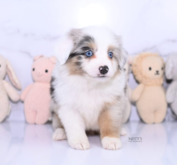 Mini / Toy Australian Shepherd Puppy Tierney