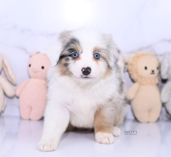 Mini / Toy Australian Shepherd Puppy Tierney