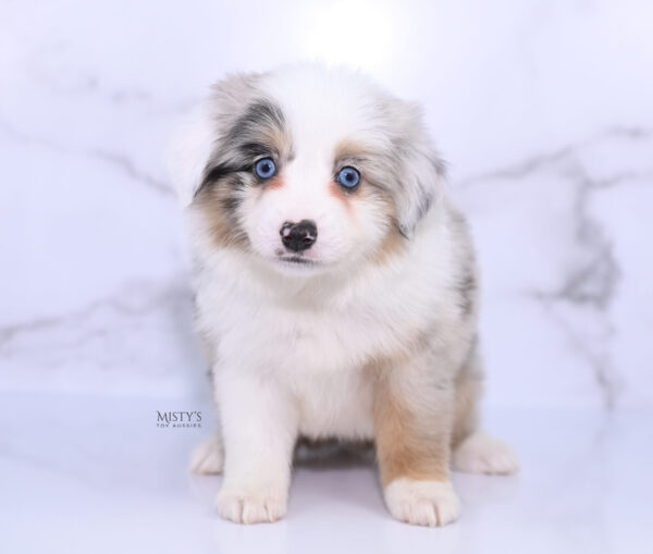 Mini / Toy Australian Shepherd Puppy Tierney