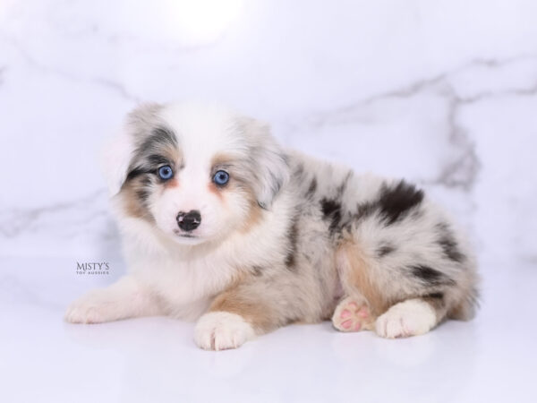 Mini / Toy Australian Shepherd Puppy Tierney