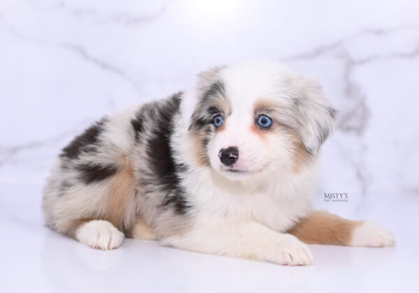 Mini / Toy Australian Shepherd Puppy Tierney