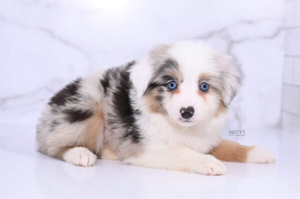 Mini / Toy Australian Shepherd Puppy Tierney