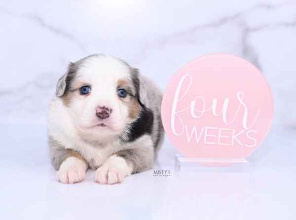 Mini / Toy Australian Shepherd Puppy Babka