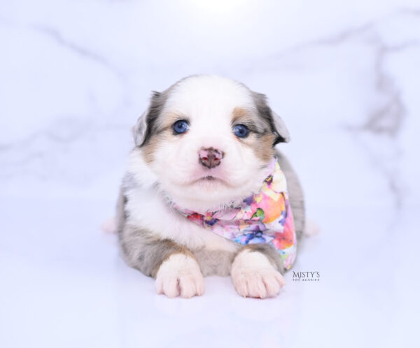 Mini / Toy Australian Shepherd Puppy Babka