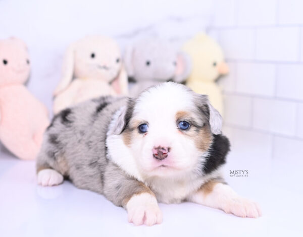 Mini / Toy Australian Shepherd Puppy Babka