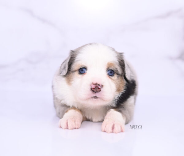 Mini / Toy Australian Shepherd Puppy Babka