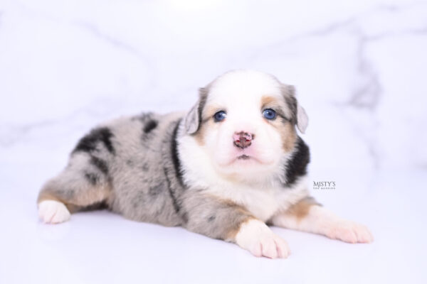 Mini / Toy Australian Shepherd Puppy Babka