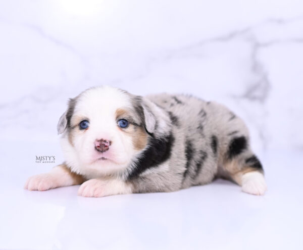 Mini / Toy Australian Shepherd Puppy Babka