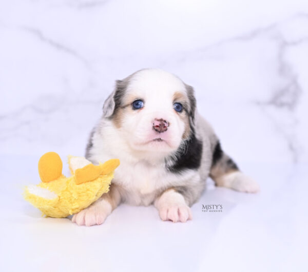 Mini / Toy Australian Shepherd Puppy Babka