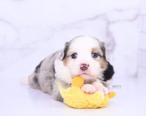 Mini / Toy Australian Shepherd Puppy Babka