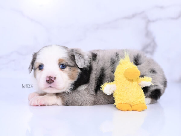 Mini / Toy Australian Shepherd Puppy Babka