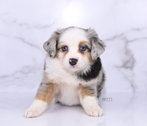 Mini / Toy Australian Shepherd Puppy Babka