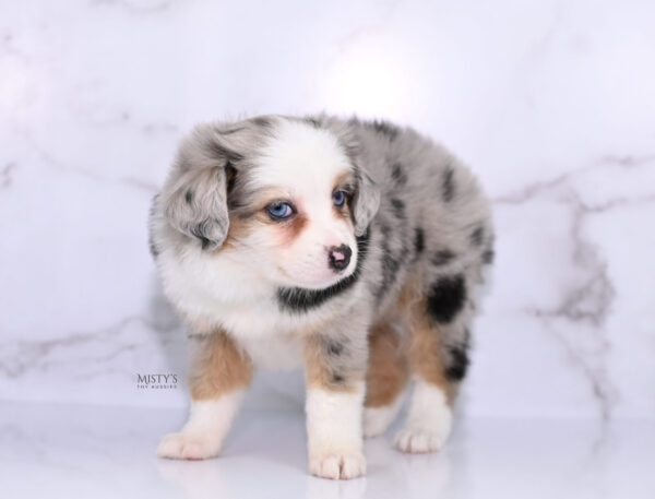 Mini / Toy Australian Shepherd Puppy Babka