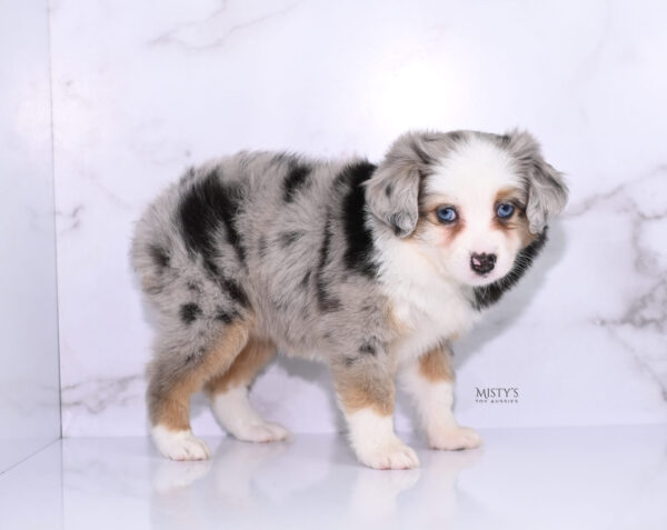 Mini / Toy Australian Shepherd Puppy Babka