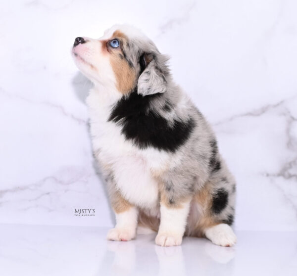 Mini / Toy Australian Shepherd Puppy Babka