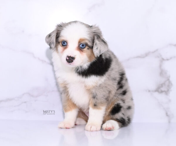 Mini / Toy Australian Shepherd Puppy Babka