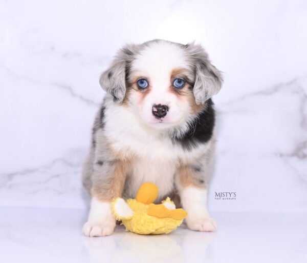 Mini / Toy Australian Shepherd Puppy Babka