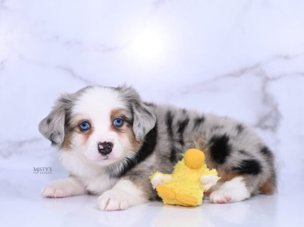 Mini / Toy Australian Shepherd Puppy Babka