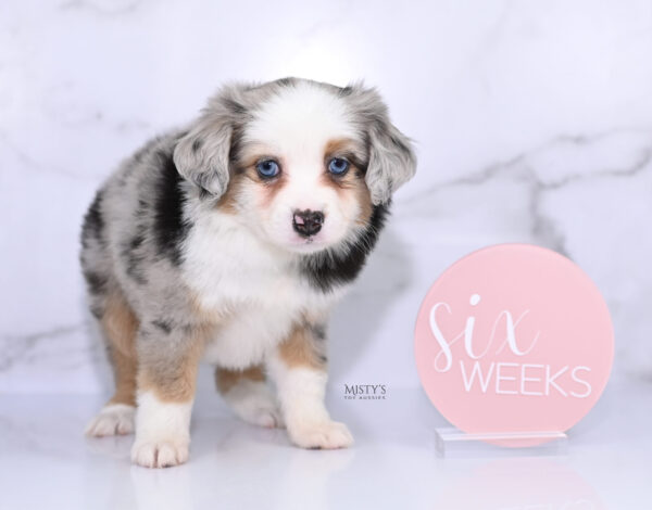 Mini / Toy Australian Shepherd Puppy Babka