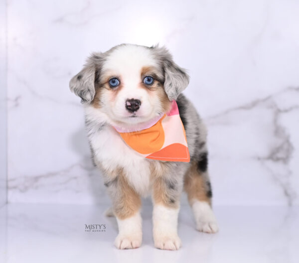 Mini / Toy Australian Shepherd Puppy Babka