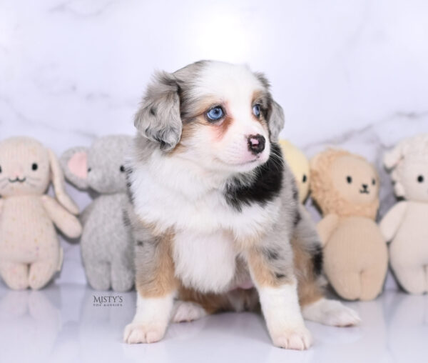 Mini / Toy Australian Shepherd Puppy Babka