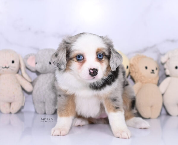 Mini / Toy Australian Shepherd Puppy Babka