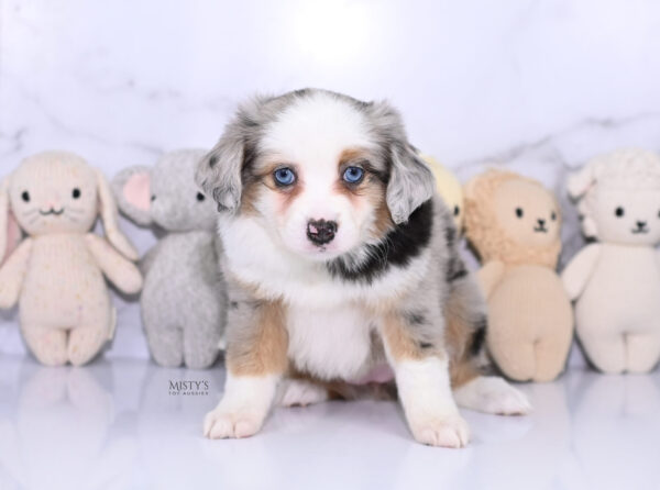 Mini / Toy Australian Shepherd Puppy Babka