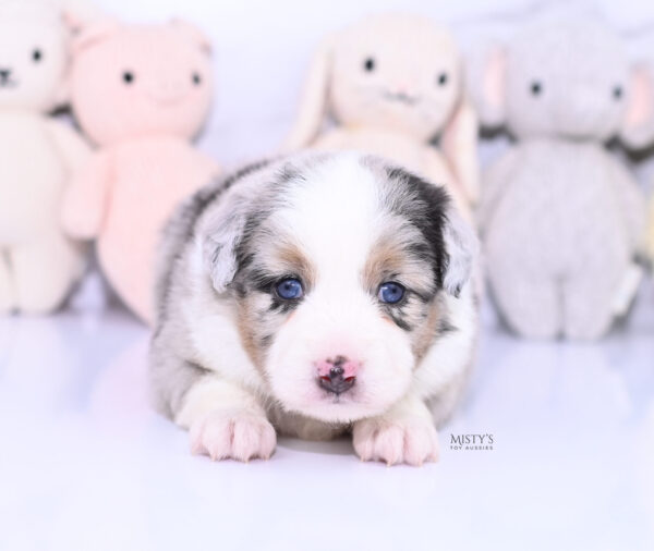 Mini / Toy Australian Shepherd Puppy Chirp