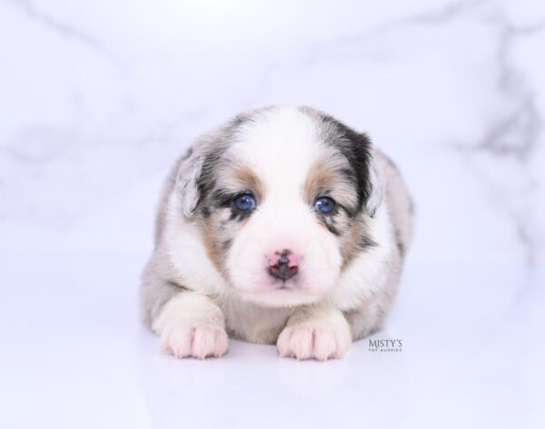 Mini / Toy Australian Shepherd Puppy Chirp