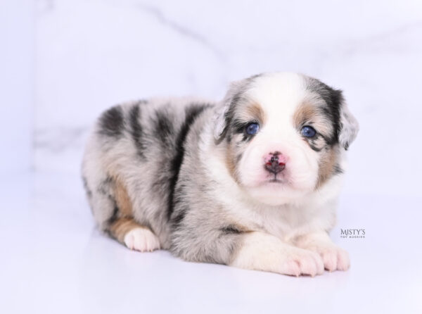 Mini / Toy Australian Shepherd Puppy Chirp