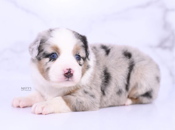 Mini / Toy Australian Shepherd Puppy Chirp