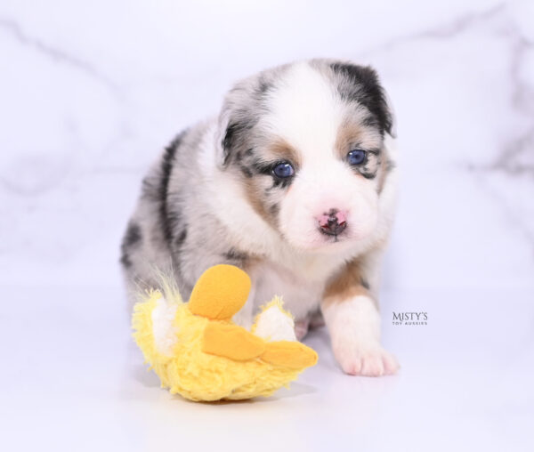 Mini / Toy Australian Shepherd Puppy Chirp