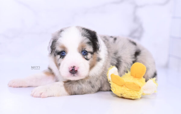 Mini / Toy Australian Shepherd Puppy Chirp