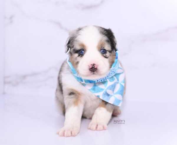 Mini / Toy Australian Shepherd Puppy Chirp