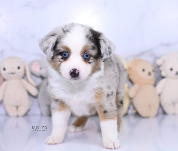 Mini / Toy Australian Shepherd Puppy Chirp