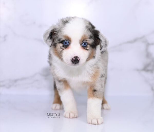 Mini / Toy Australian Shepherd Puppy Chirp