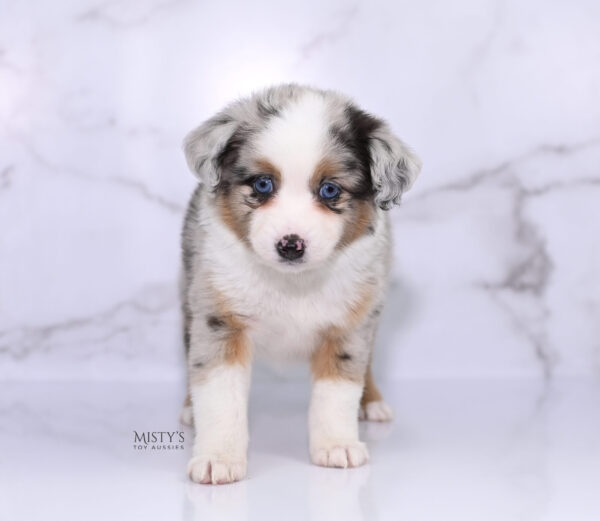 Mini / Toy Australian Shepherd Puppy Chirp