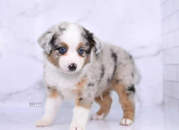 Mini / Toy Australian Shepherd Puppy Chirp