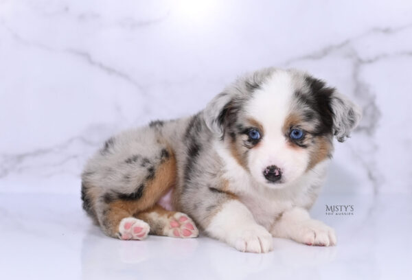 Mini / Toy Australian Shepherd Puppy Chirp