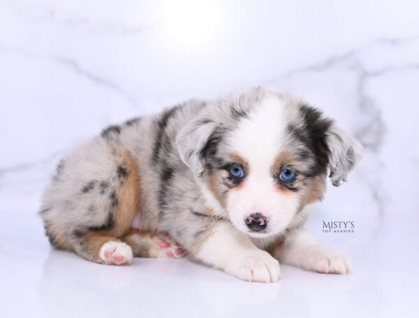 Mini / Toy Australian Shepherd Puppy Chirp