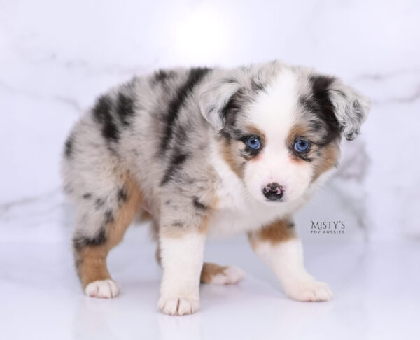 Mini / Toy Australian Shepherd Puppy Chirp