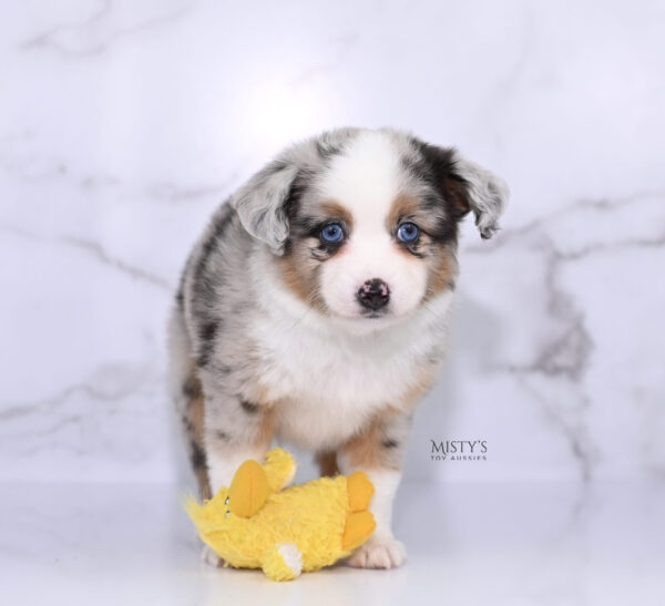 Mini / Toy Australian Shepherd Puppy Chirp