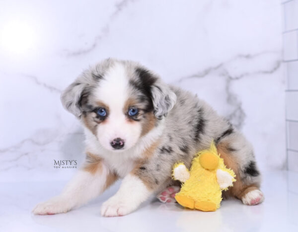 Mini / Toy Australian Shepherd Puppy Chirp
