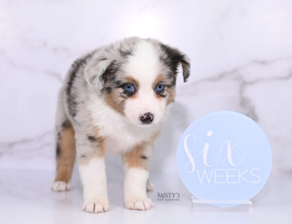 Mini / Toy Australian Shepherd Puppy Chirp