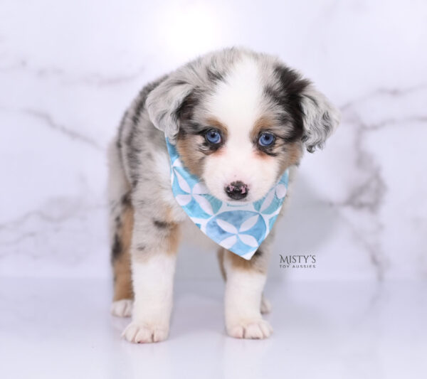 Mini / Toy Australian Shepherd Puppy Chirp