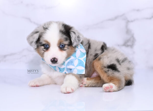 Mini / Toy Australian Shepherd Puppy Chirp