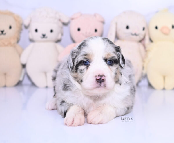 Mini / Toy Australian Shepherd Puppy Cookies